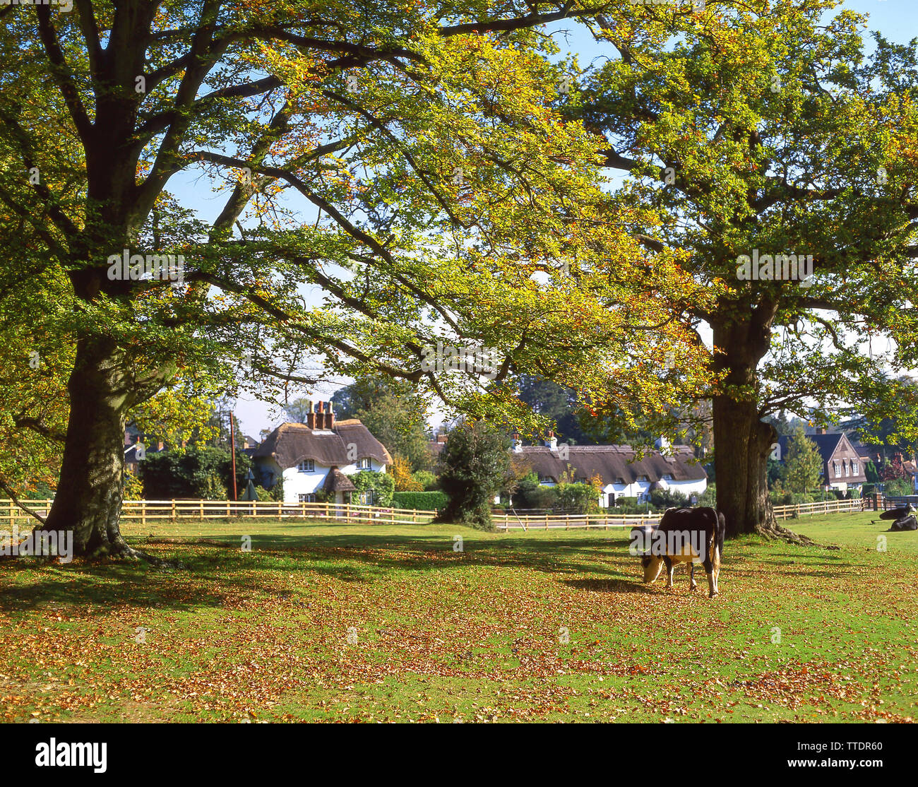 Cottage con il tetto di paglia al Swan verde, New Forest National Park, Hampshire, Inghilterra, Regno Unito Foto Stock