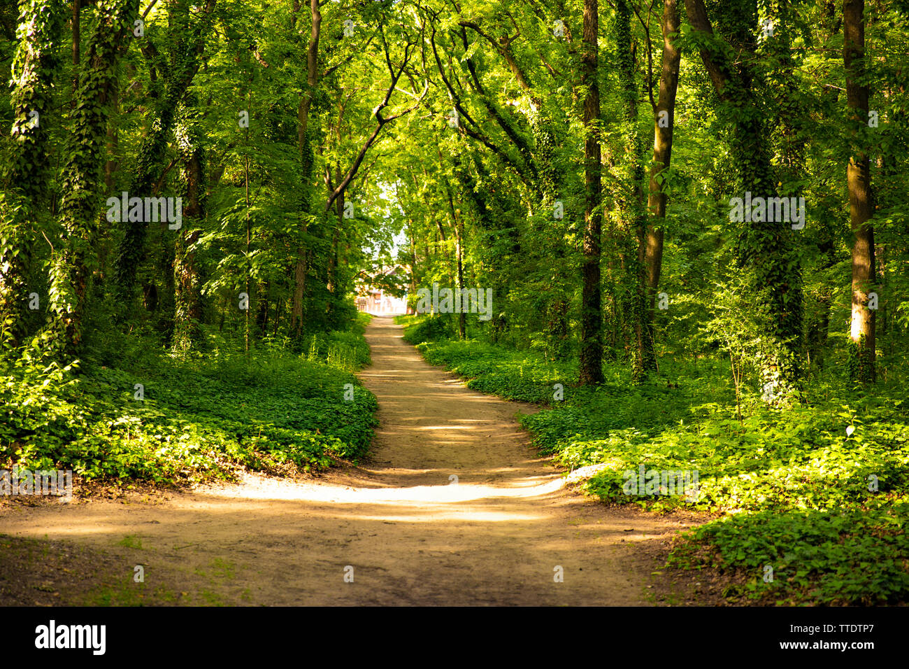 Forest, percorso natura, paesaggio, albero, verde, road, trail, bello, l'amore, all'aperto, bambino, ambiente, estate, casa, famiglia, sfondo, prato, hea Foto Stock