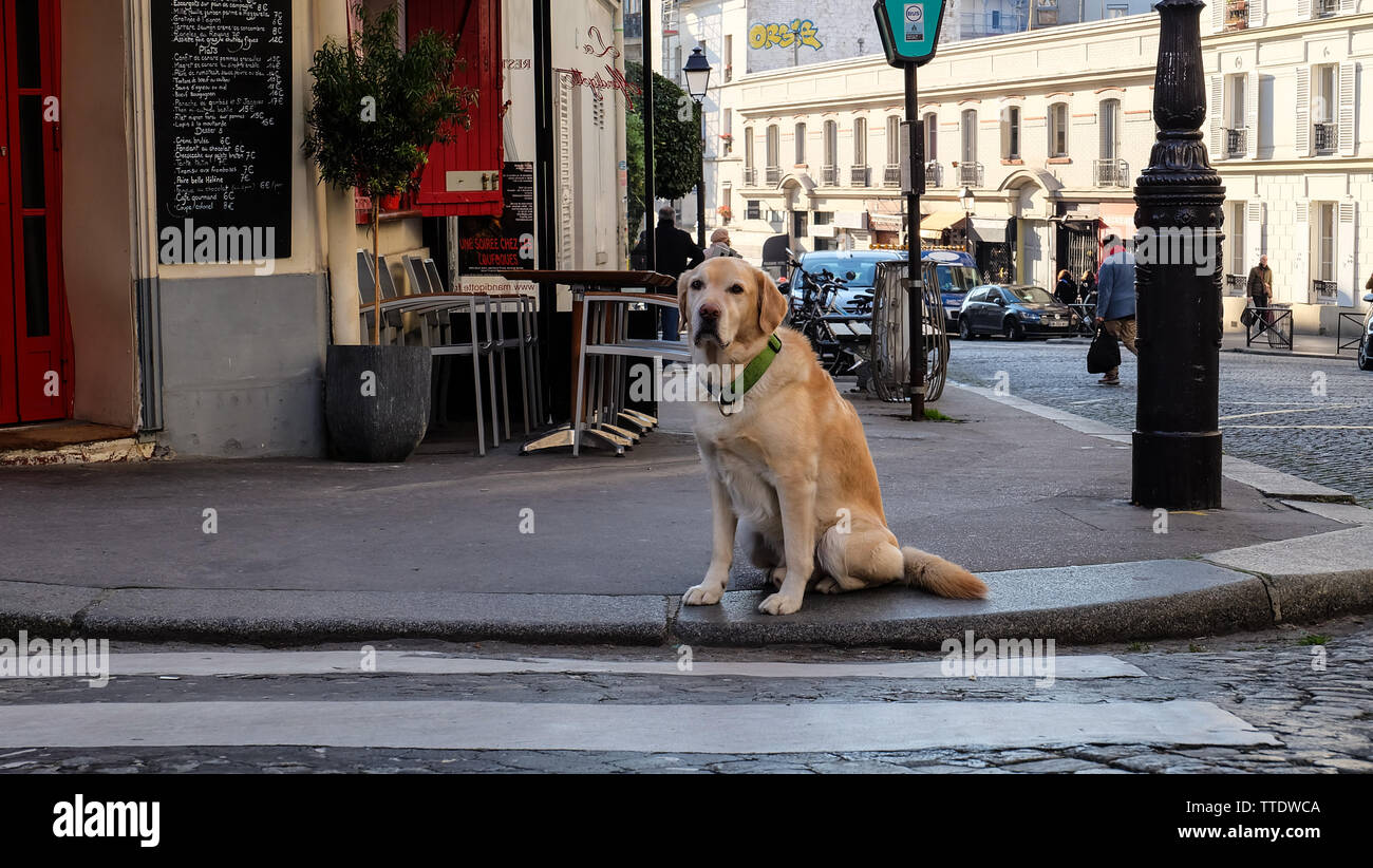 Cane a Parigi Foto Stock