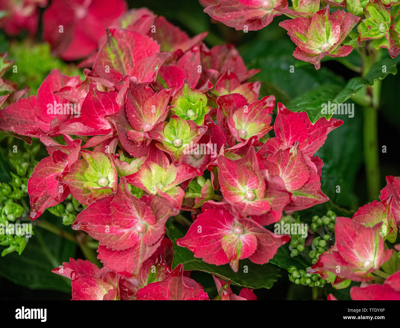 Hydrangea macrophylla 'Magical Ruby Tuesday" Foto Stock