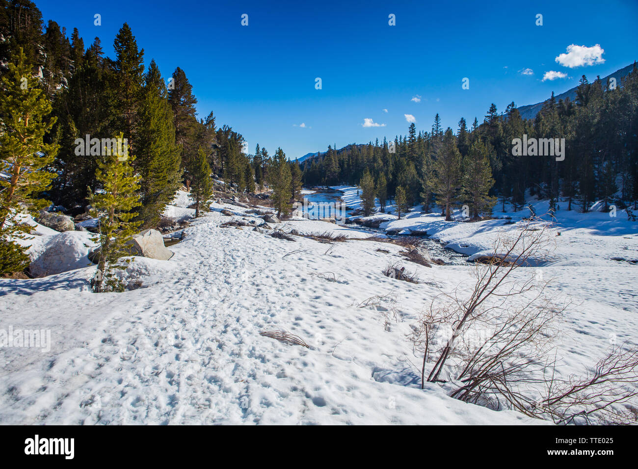 Rock Creek in esecuzione attraverso la coperta di neve piccola valle dei laghi costeggiato da alberi di pino nella parte orientale della Sierra Nevada della California, Stati Uniti d'America Foto Stock