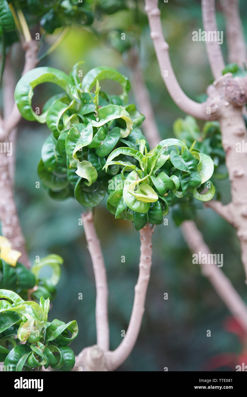 Curly foglia verde impianto ramshorn volutum trovati nell isola del Pacifico Foto Stock