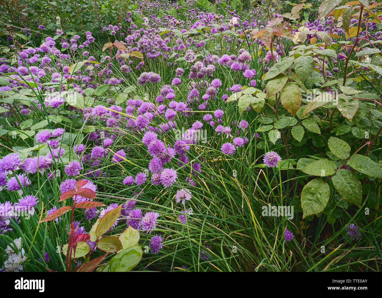 Fioritura viola erba cipollina erbe piantagione di massa in un giardino Foto Stock