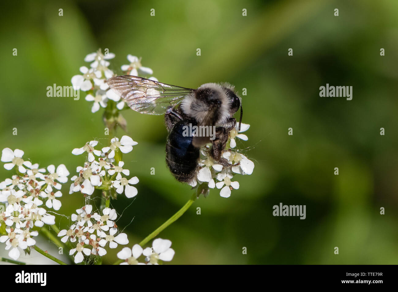 Ashy mining bee (Andrena cineraria) Foto Stock