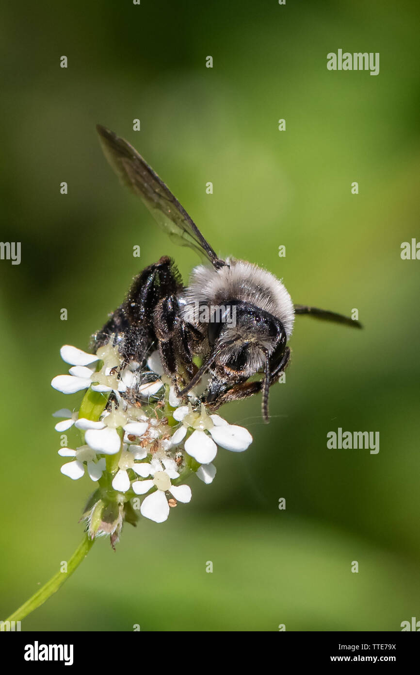 Ashy mining bee (Andrena cineraria) Foto Stock