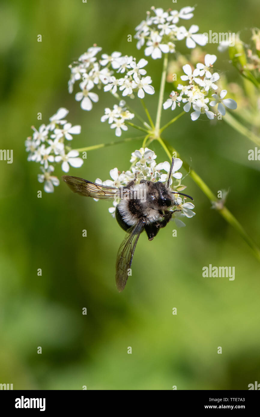 Ashy mining bee (Andrena cineraria) Foto Stock