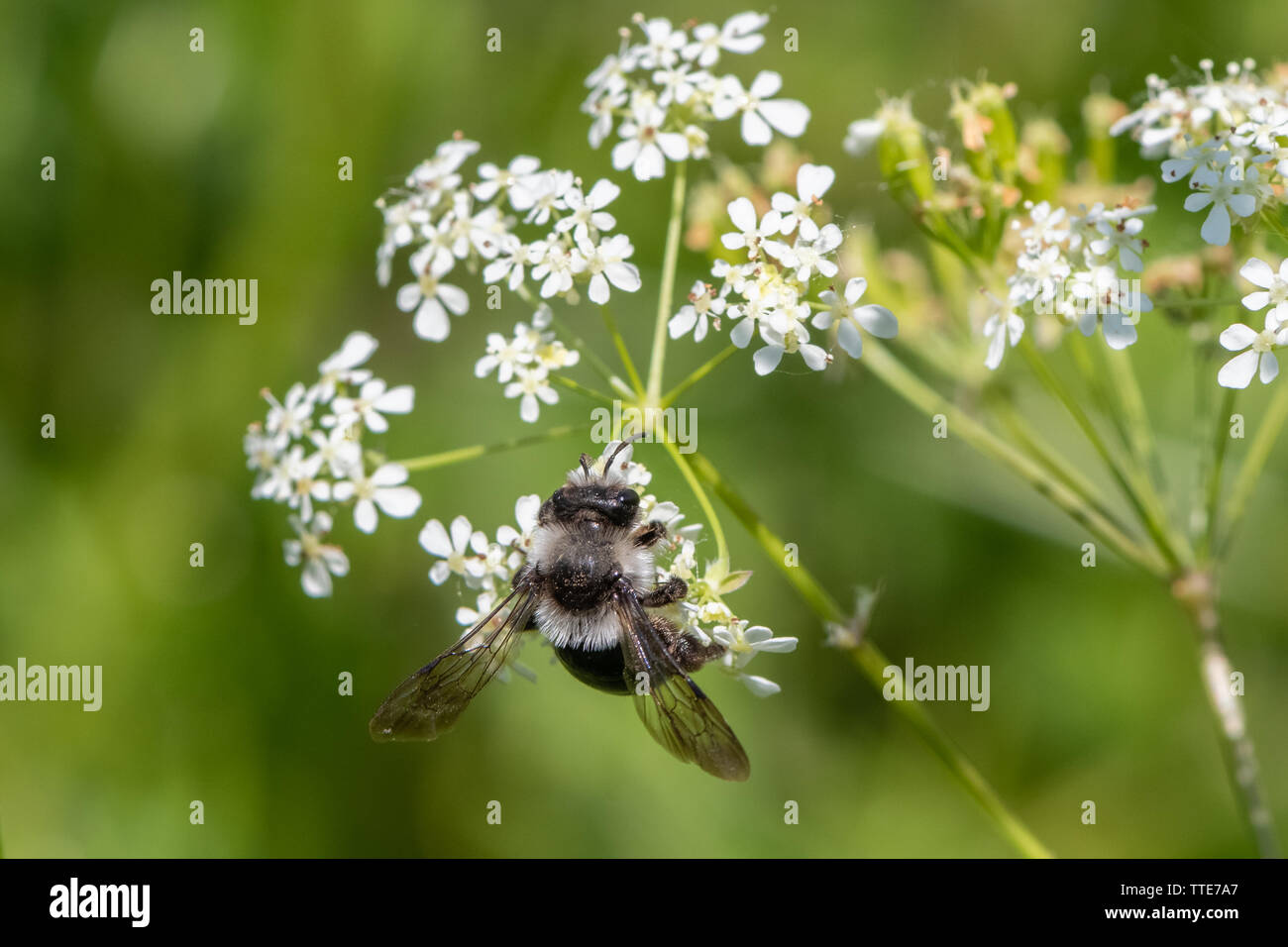 Ashy mining bee (Andrena cineraria) Foto Stock