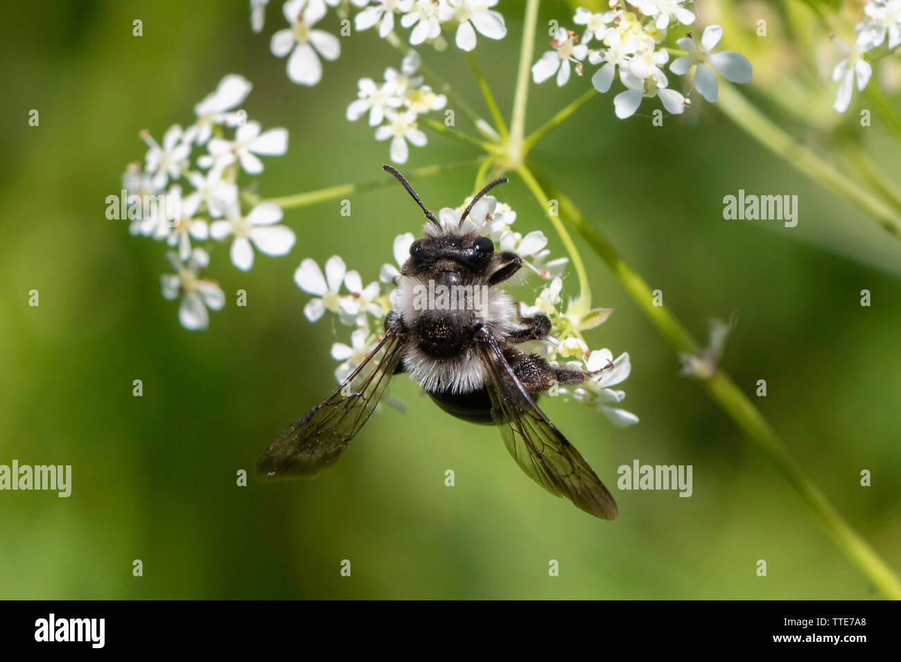 Ashy mining bee (Andrena cineraria) Foto Stock