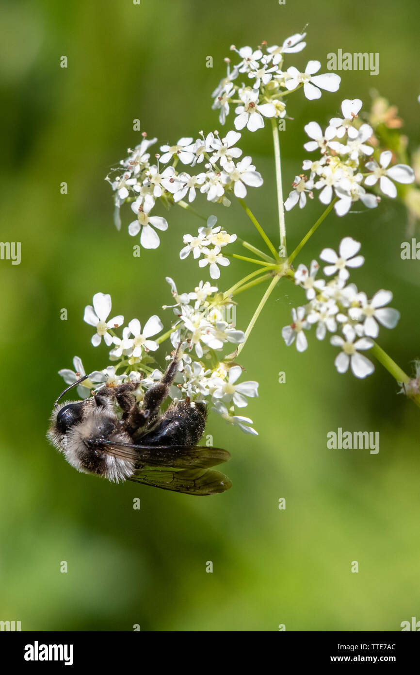 Ashy mining bee (Andrena cineraria) Foto Stock