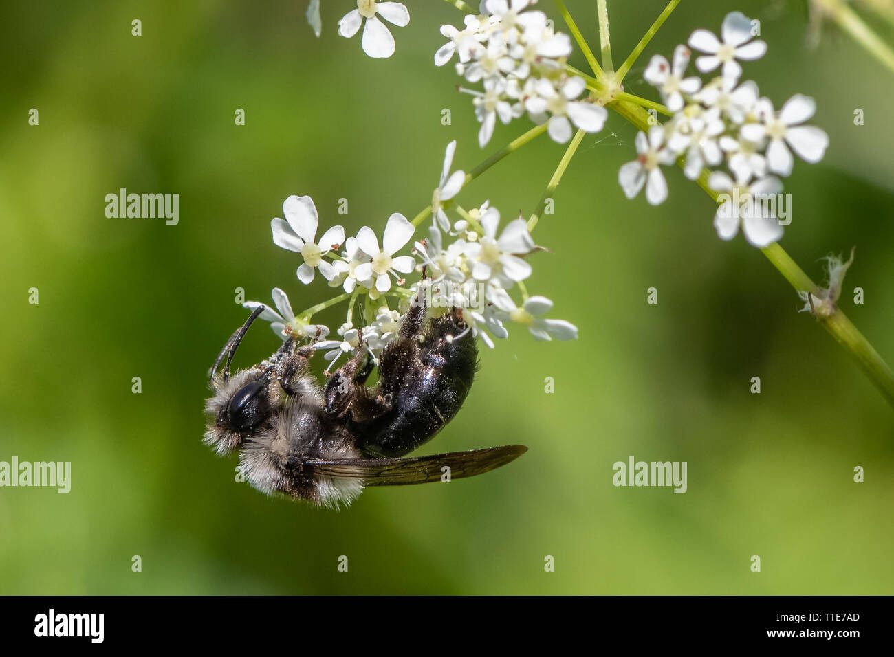 Ashy mining bee (Andrena cineraria) Foto Stock