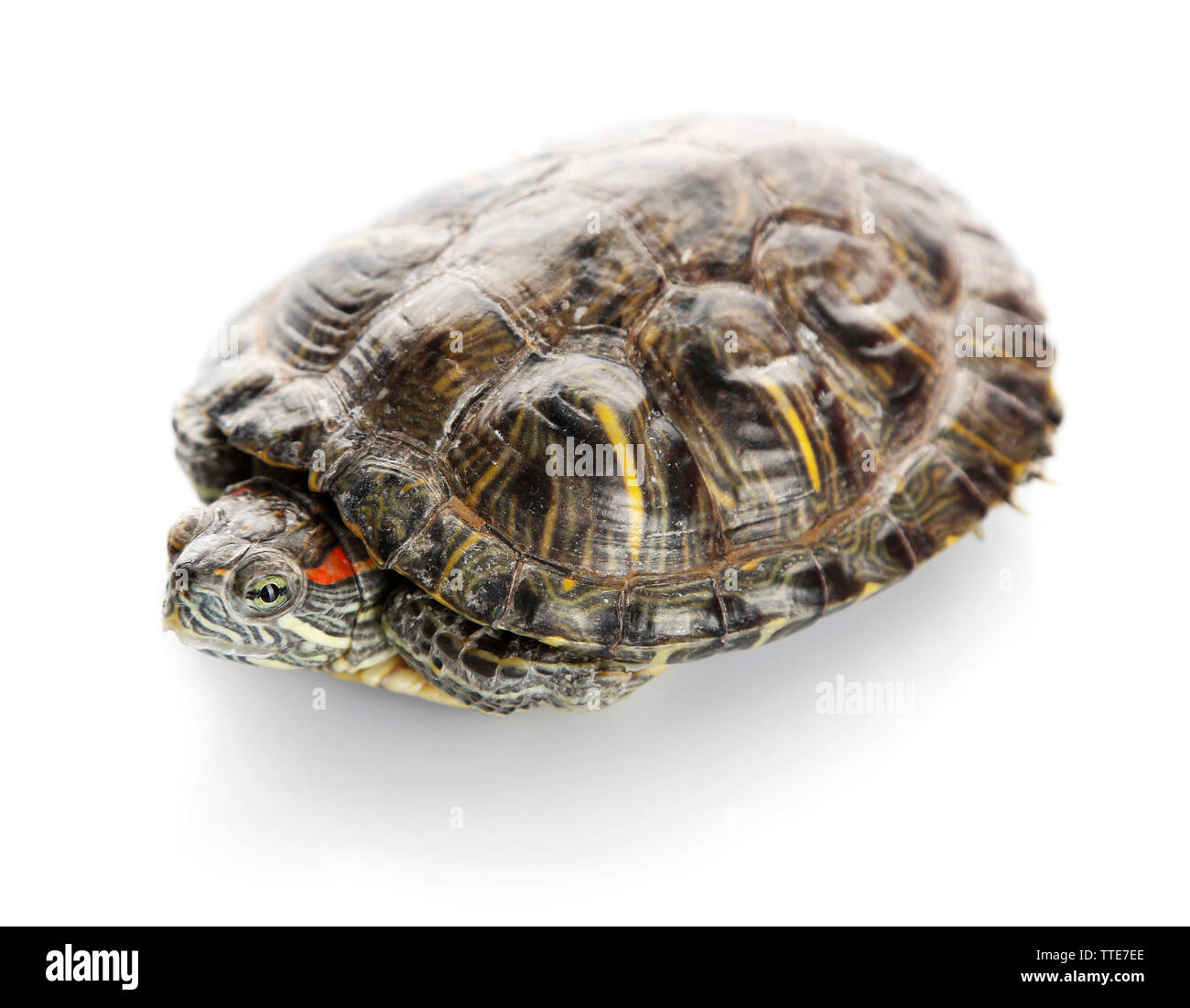 Turtle isolati su sfondo bianco Foto Stock