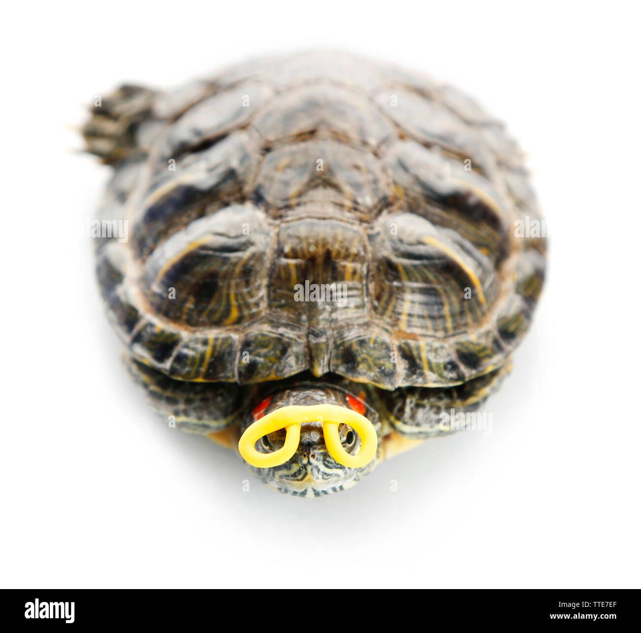 Turtle isolati su sfondo bianco Foto Stock