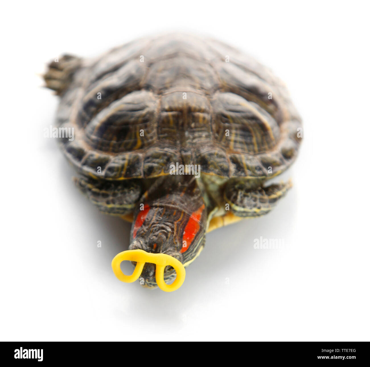 Turtle isolati su sfondo bianco Foto Stock