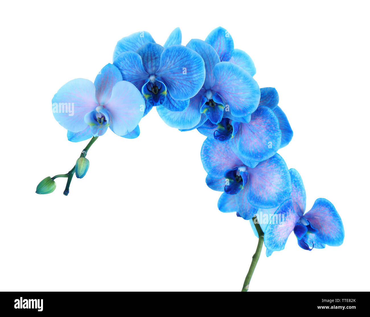 Belle blue orchid flower isolati su sfondo bianco Foto Stock