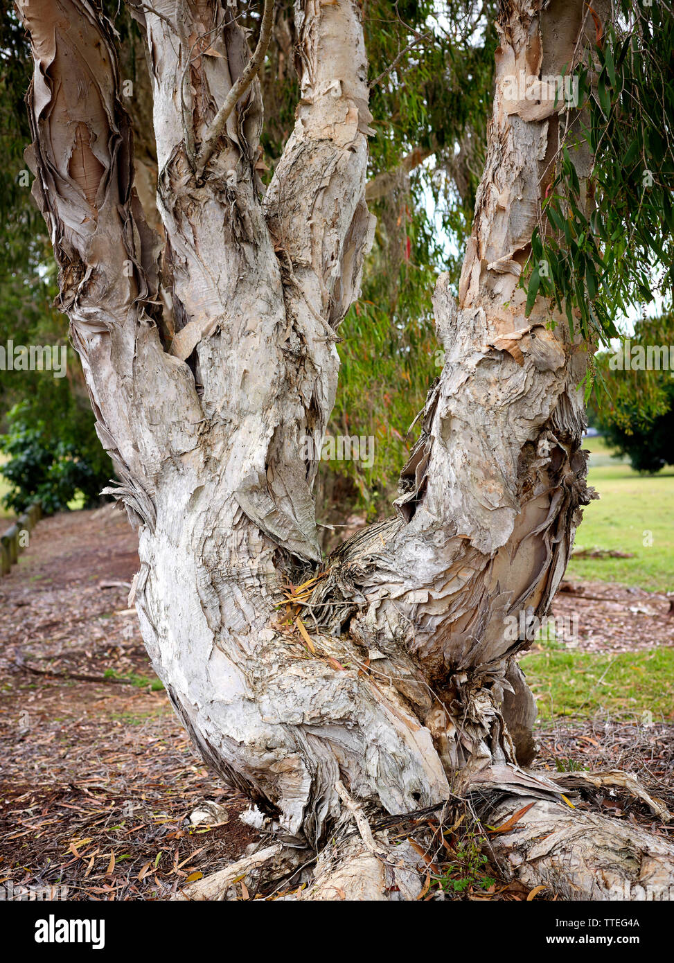 Il tronco di Melaleuca quinquenervia, albero. Nativo di nord-est e nord Australia lungo frange costiere. Foto Stock