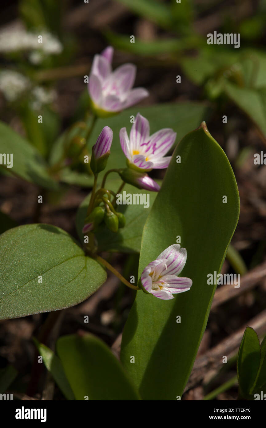 Probabilmente Claytonia lanceolata, Lanceleaf Springbeauty, a 3700 piedi di livello di Oregon Cascades. Foto Stock