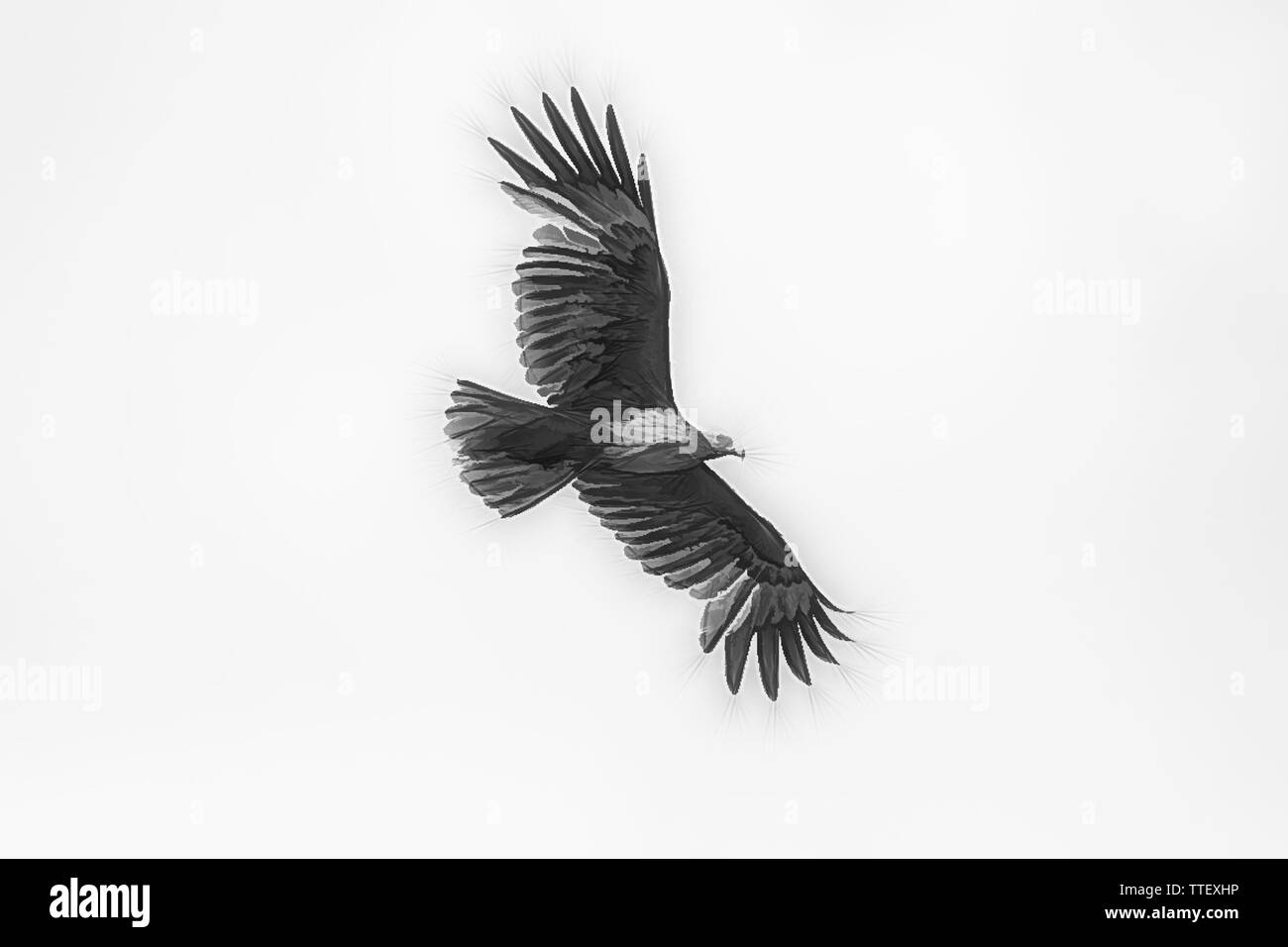 Il brahminy kite (Haliastur indus), noto anche come il red-backed sea-eagle, è di medie dimensioni con gli uccelli rapaci nella famiglia Accipitridae. Foto Stock