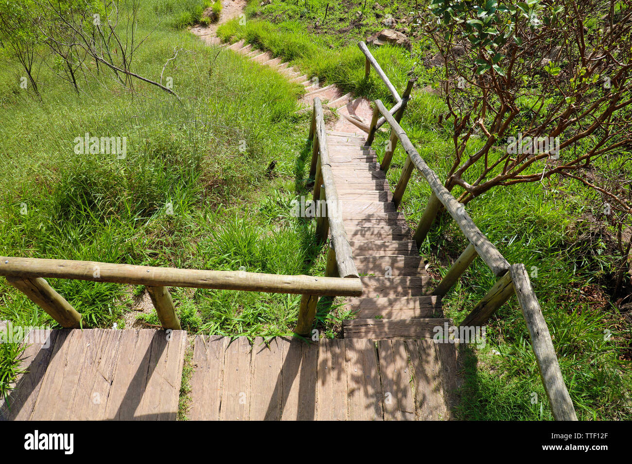 Jaragua immagini e fotografie stock ad alta risoluzione - Alamy