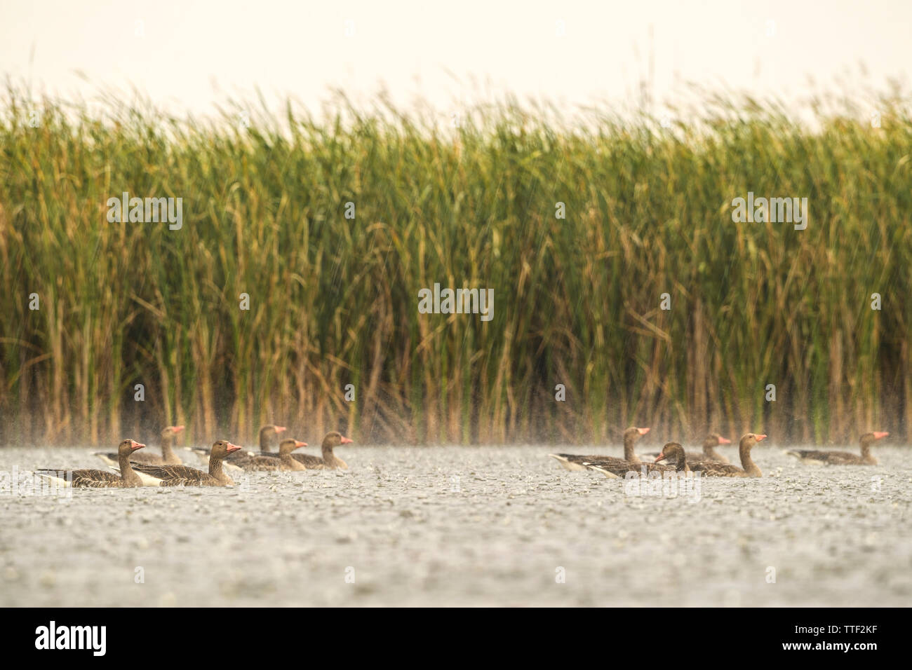 Oca Graylag - Anser anser, grande acqua comune uccello dalla Comunità nei laghi e nei fiumi, Hortobagy National Park, Ungheria. Foto Stock