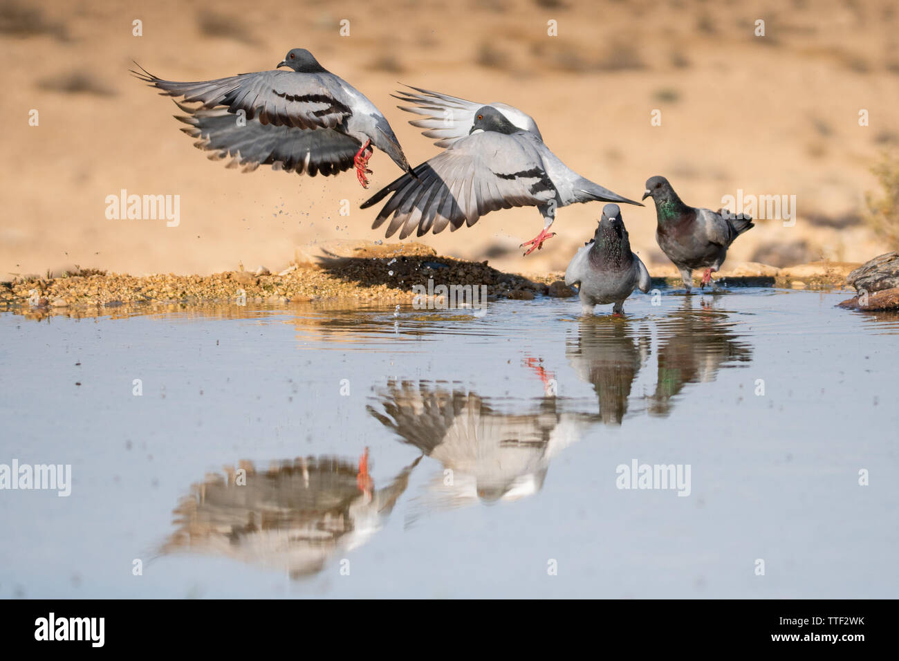 Rock Colomba (Columba livia) Foto Stock