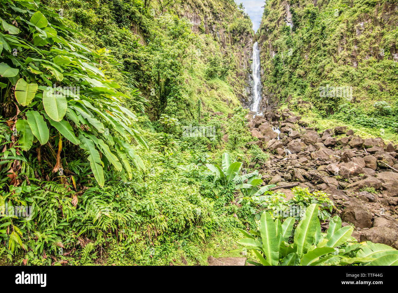 Trafalgar Falls, Parco nazionale Morne Trois Pitons, Dominica Foto Stock