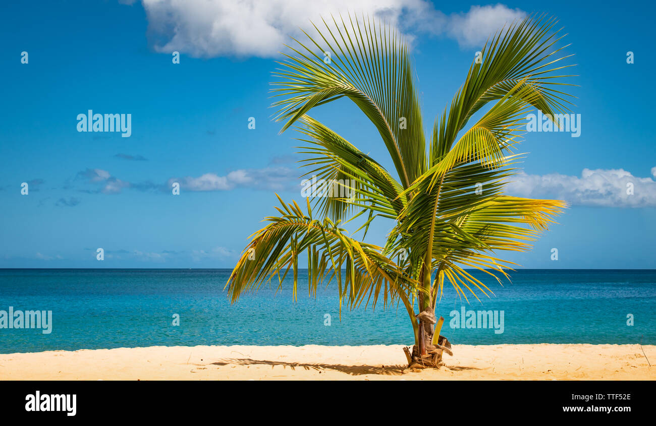 Palm Tree sulla spiaggia tropicale. Foto Stock
