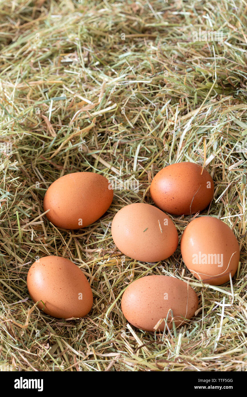 Uova di gallina la posa su un letto od prato paglia fieno di erba Foto Stock
