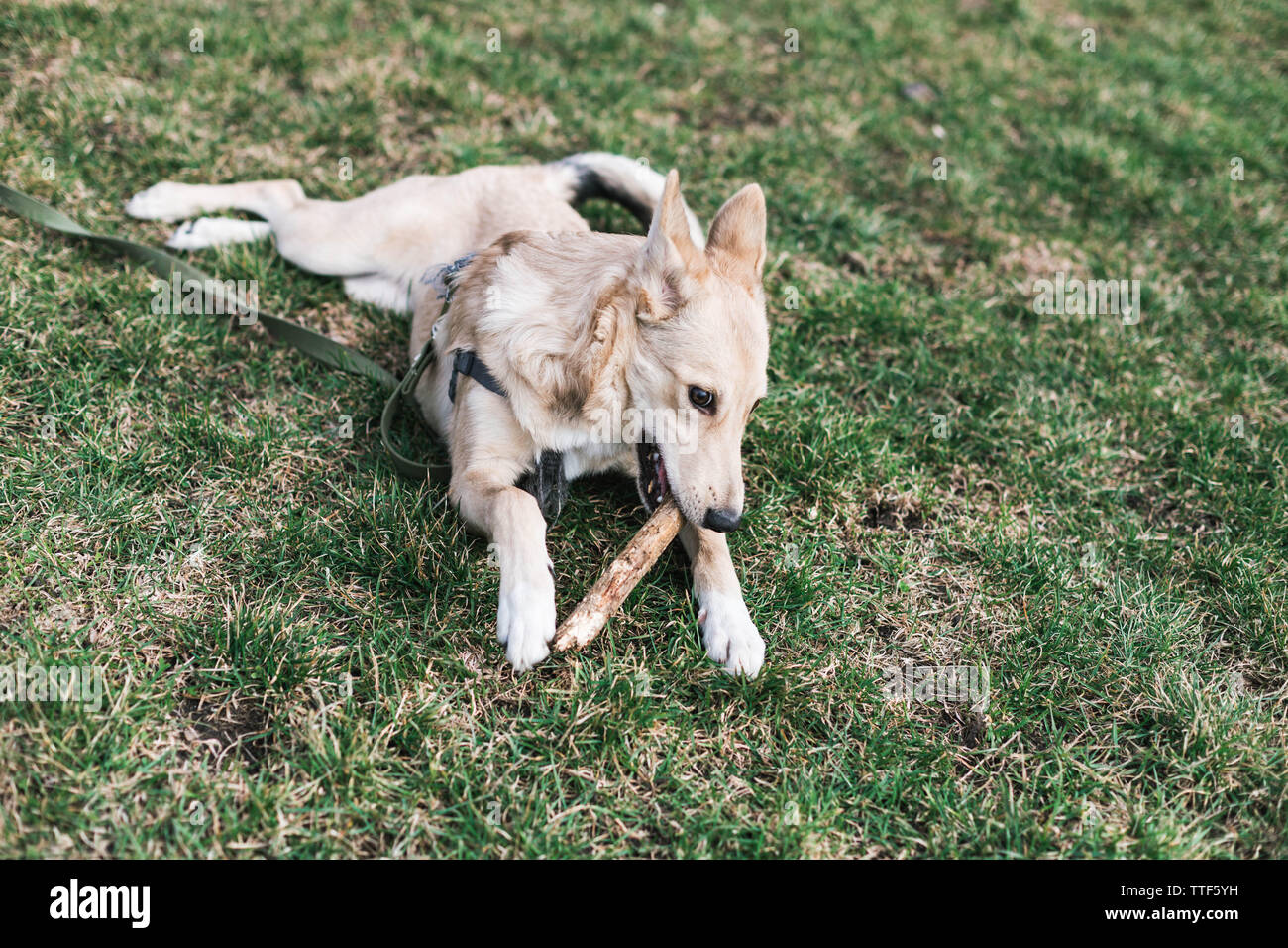 Il beige bello cane, Husky nibbles un bastone Foto Stock