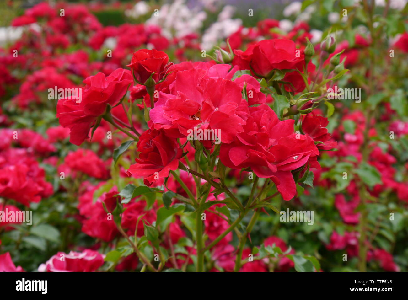 In prossimità di molte rose rosse. Foto Stock