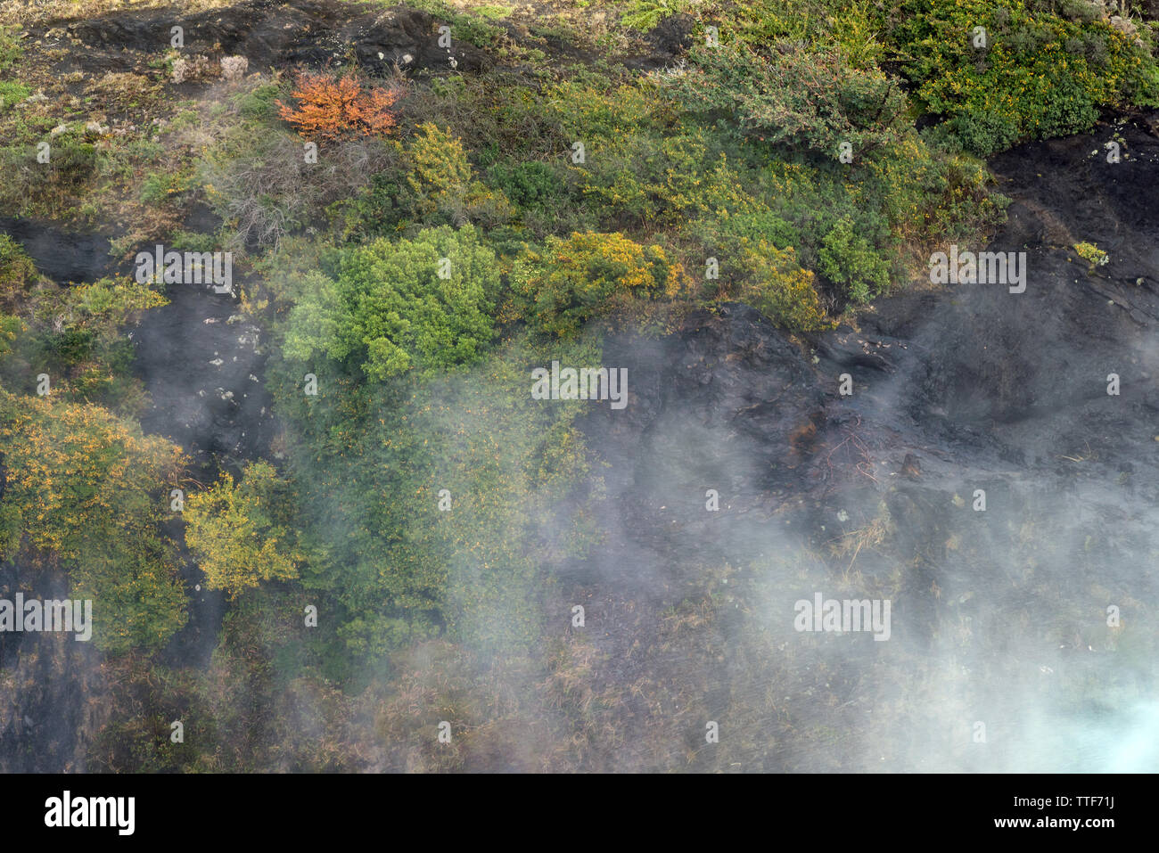Vegetazione rocciosa, Torres del Paine NP, Cile Foto Stock