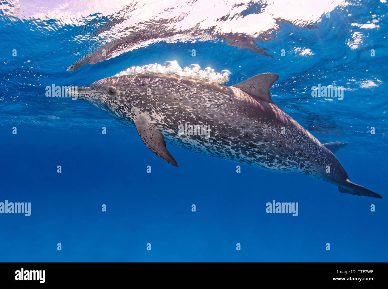 Macchiato atlantico (Delfino Stenella frontalis), soffiando aria bolle, Grand Bahama, Bahamas Foto Stock