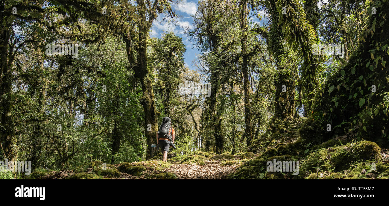 Vista posteriore dei maschi di un escursionista con zaino escursionismo in mezzo di alberi in foresta Foto Stock