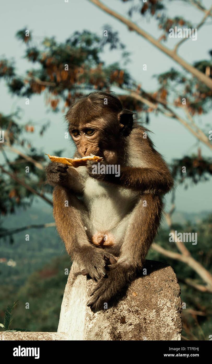 La scimmia si siede su una pietra e si mangia un pezzo di pane Foto Stock
