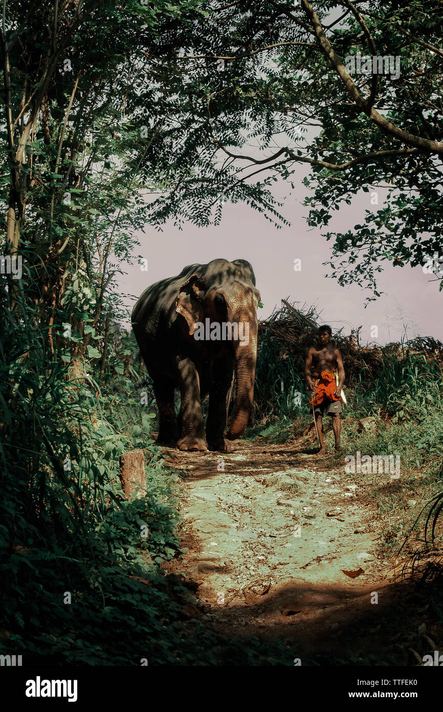 Un grande elefante indiano cammina al fianco di un uomo attraverso la giungla. Foto Stock