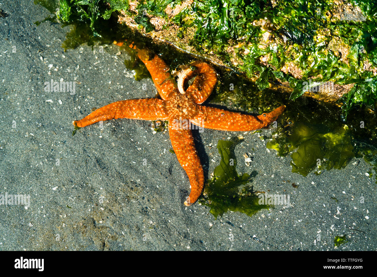 Vista da sopra di un'arancia stella di mare in un pool di marea Foto Stock