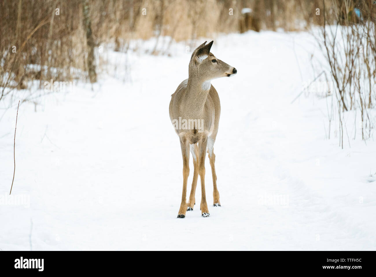 Un cervo White-Tailed sorge nel mezzo di un sentiero innevato Foto Stock
