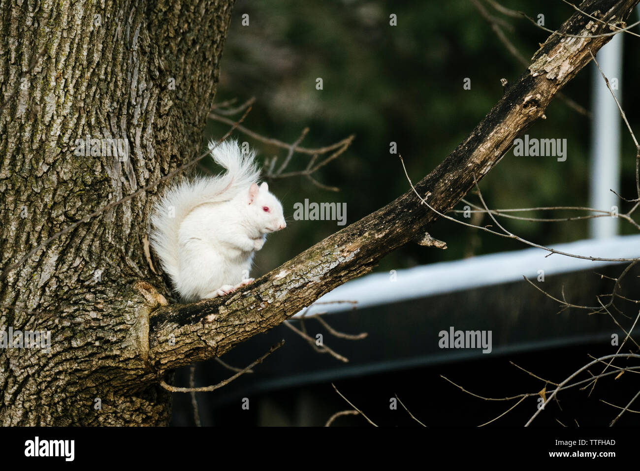 Vista laterale di un albino scoiattolo seduto su un ramo di albero Foto Stock