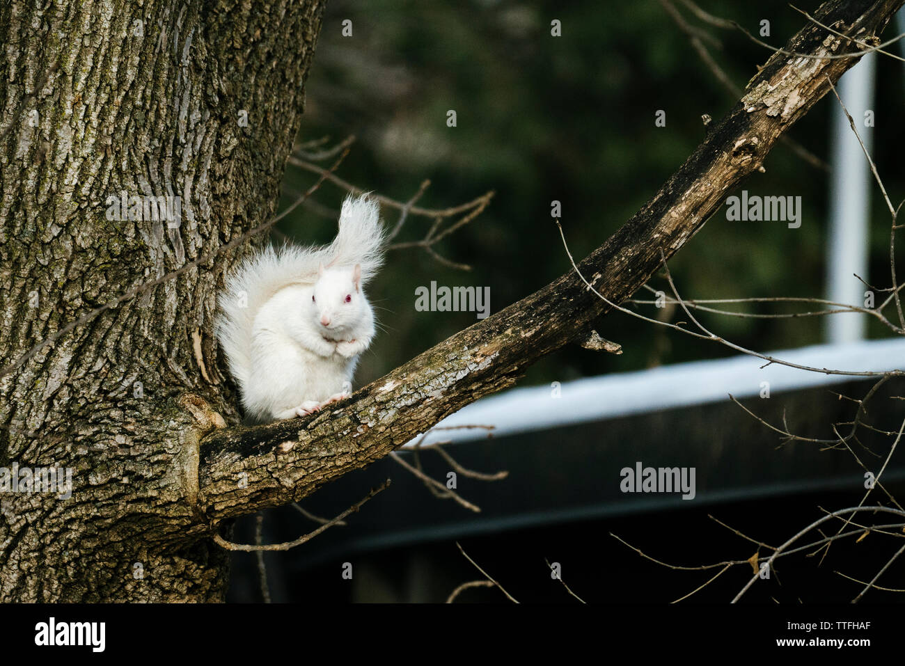 Dritto in vista di un albino scoiattolo seduto su un ramo di albero Foto Stock