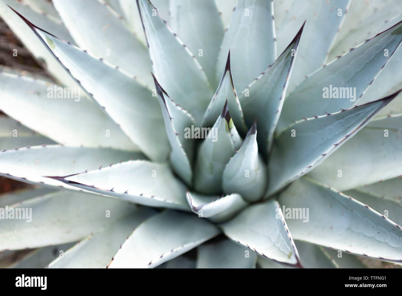 Agave pianta nel nord del deserto dell'Arizona Foto Stock