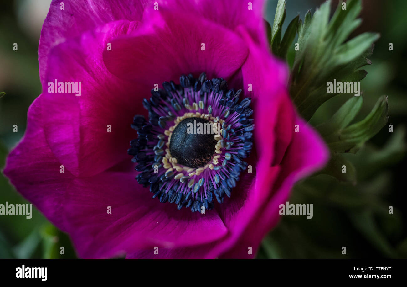 Close up di un anemone viola fiore. Foto Stock