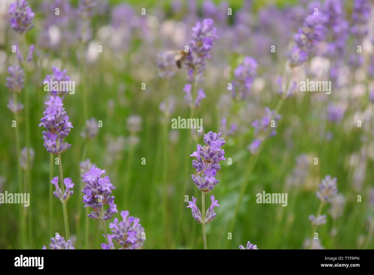 In prossimità di una bella viola campo di lavanda. Foto Stock