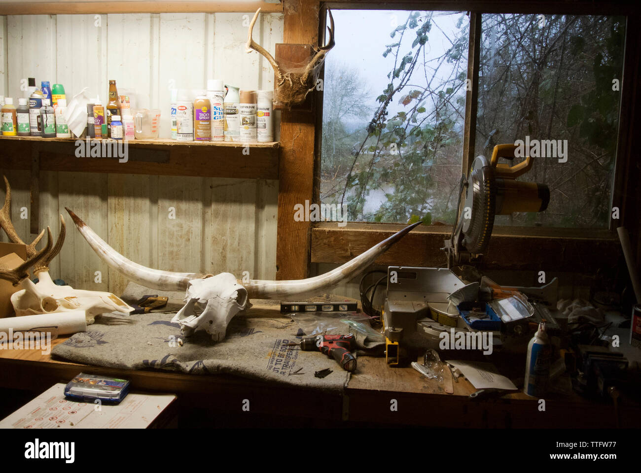 Un lungo corno cranio si siede in un workshop. Foto Stock
