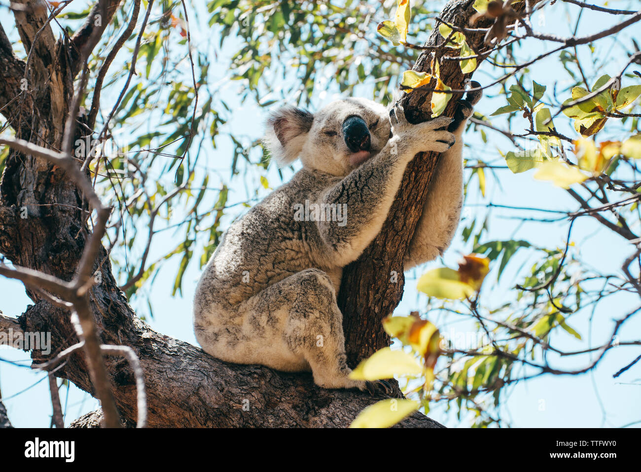 Adulto Koala dormire su di un ramo di albero in Magnetic Island Foto Stock