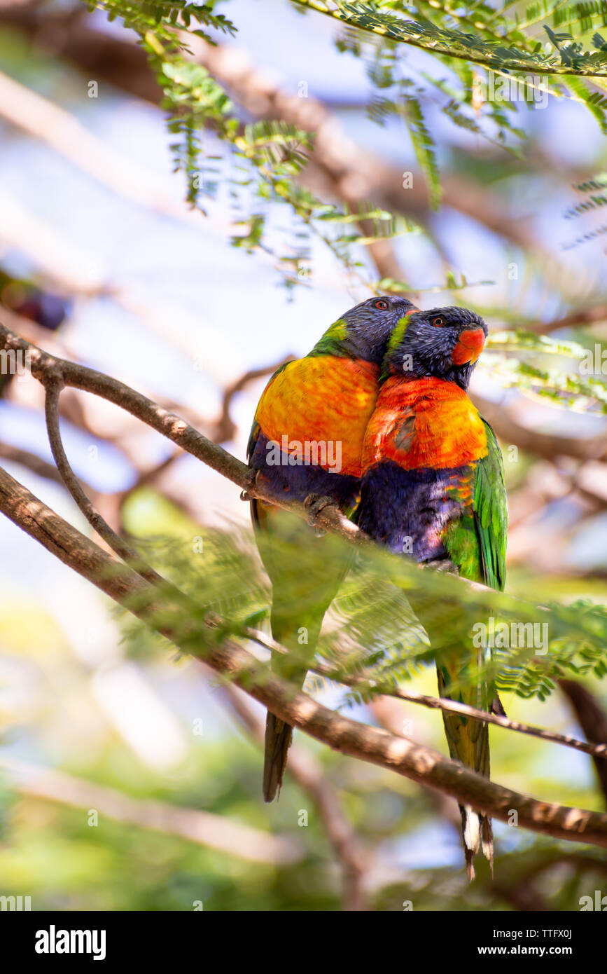 Colorato rainbow lorikeet uccelli su un ramo di albero, Australia Foto Stock