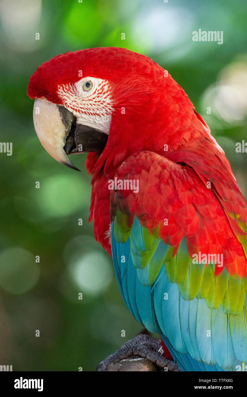 Splendido tropicale esotico pappagallo rosso di uccelli nel Bird Park Foto Stock