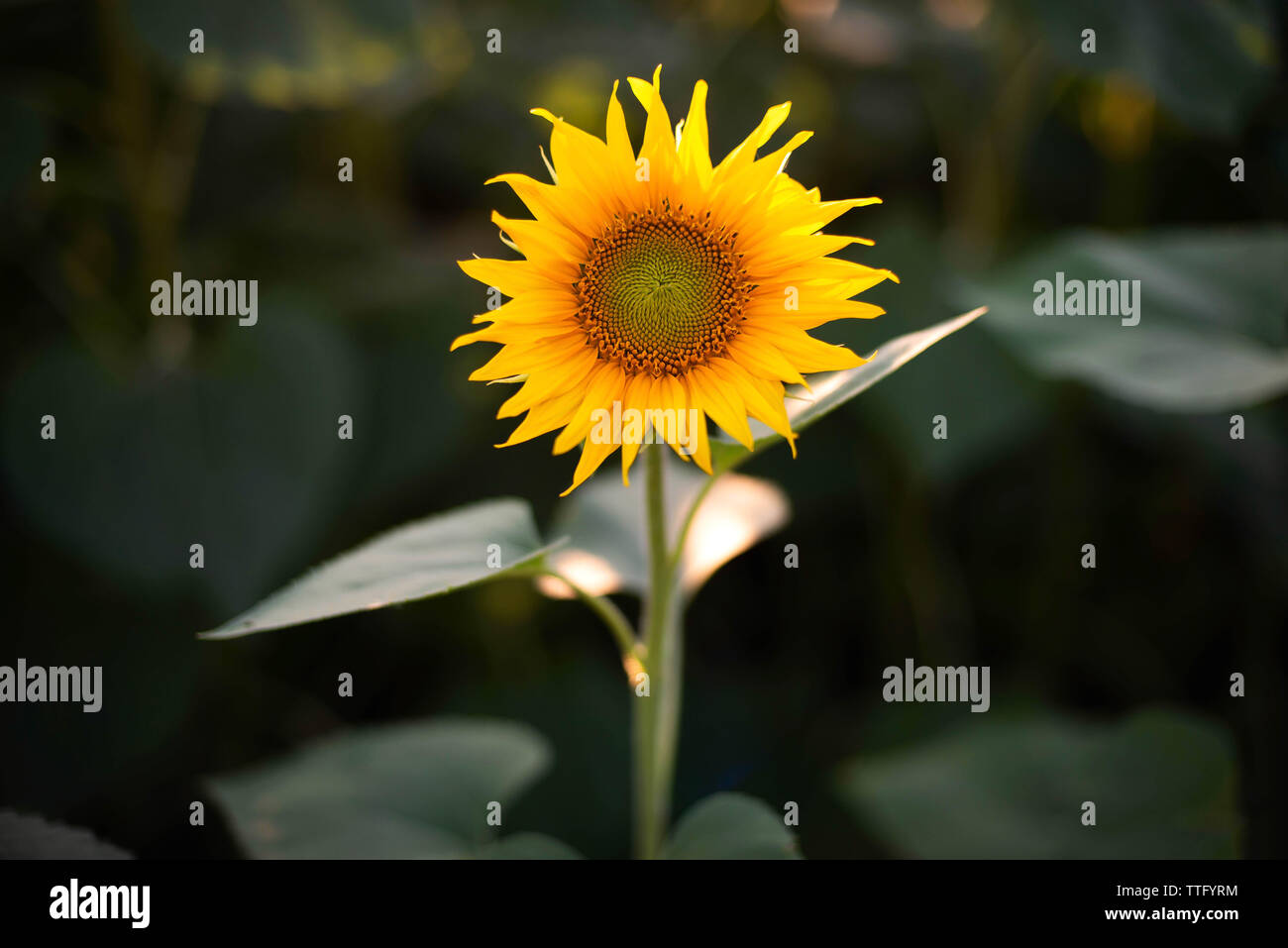 Close-up di girasole crescere all'aperto durante la giornata di sole Foto Stock