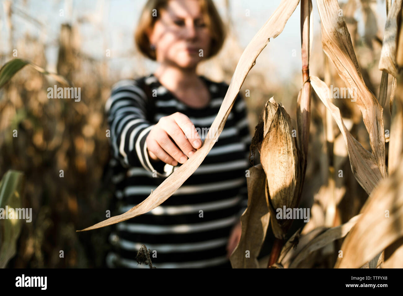 Donna mani toccano il granoturco secco lascia Foto Stock