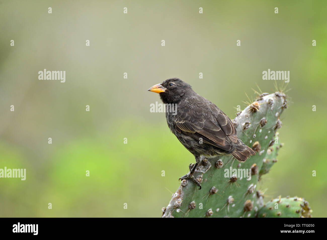 La massa media finch ( Geospiza fortis) arroccato su un cactus. Galapagos Parco Nazionale Foto Stock