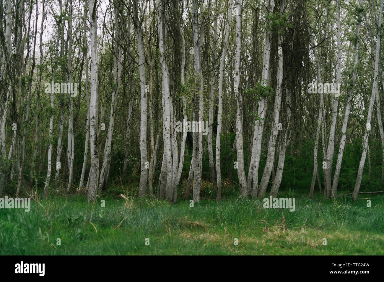Alberi che crescono sul campo erboso in foresta Foto Stock