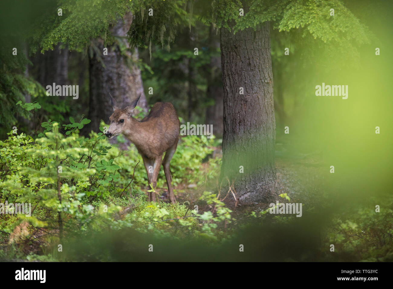 Deer rovistando in una foresta lussureggiante. Foto Stock